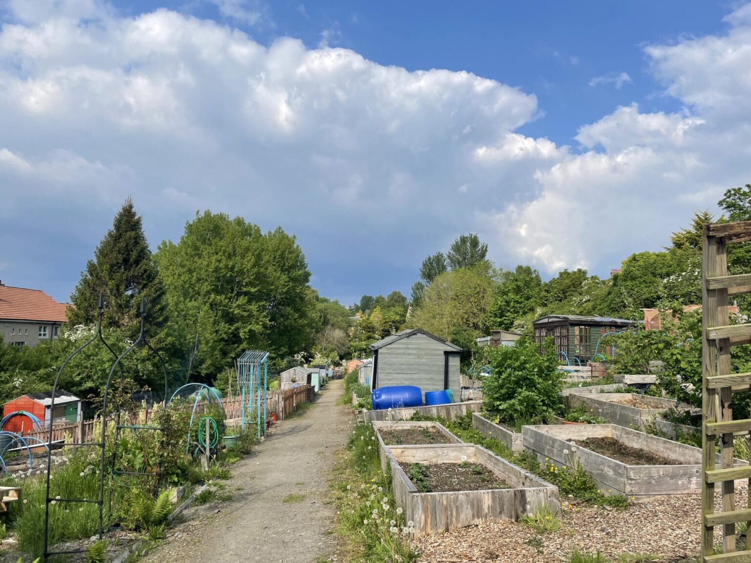 mansewood-allotments-mansewood-high-park-glasgow